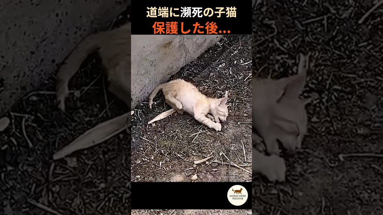 【実話】道端に瀕死の子猫…保護した後の”奇跡” #保護猫 #子猫 #感動実話