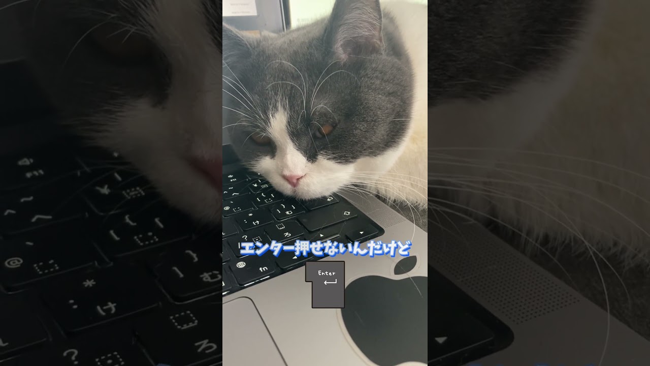 エンター押せないんだけど。 #猫のいる暮らし #スコティッシュフォールド