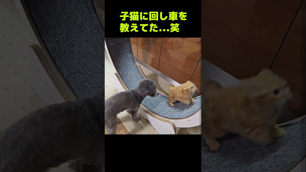 子猫に回し車の使い方を教えていた...笑#shorts