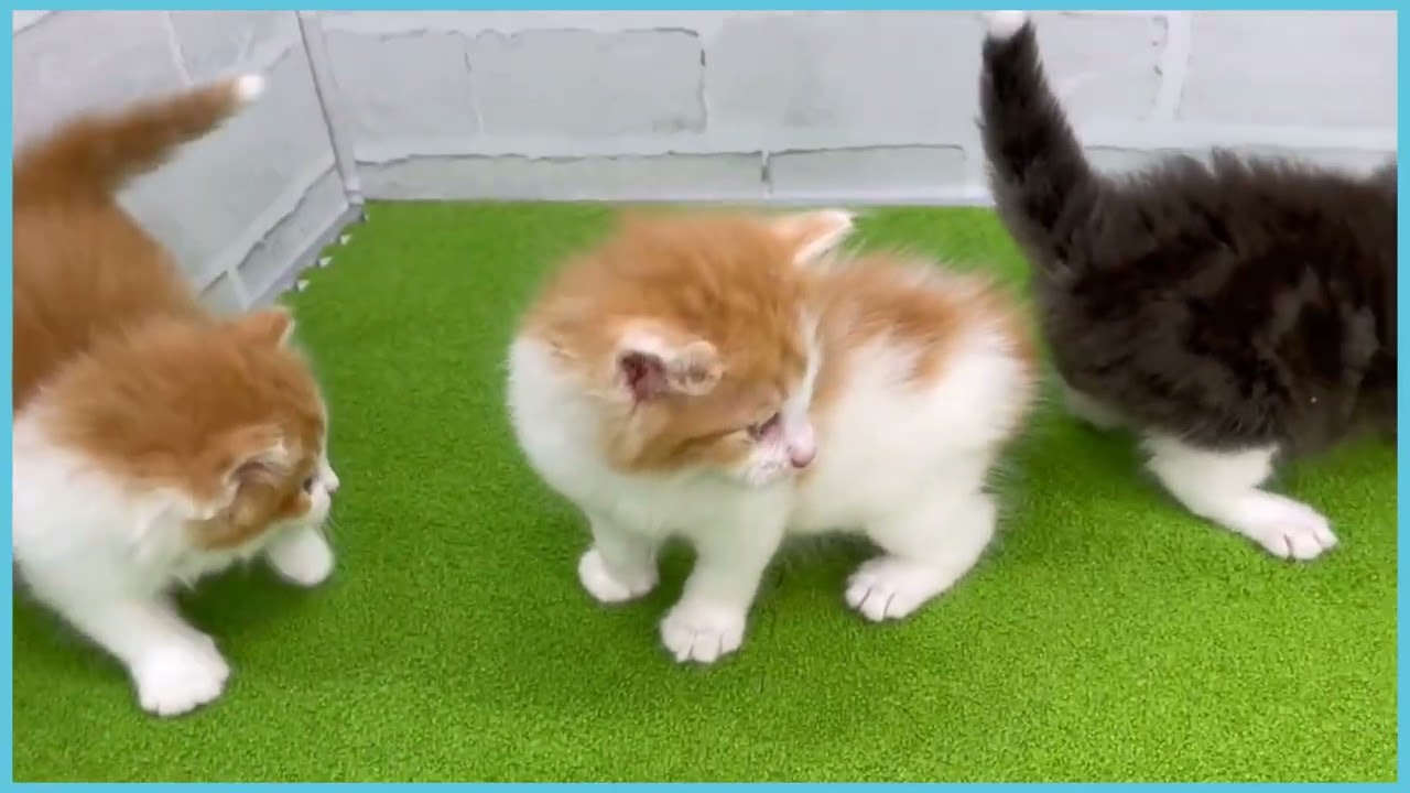 Coo&RIKU　No.00726576 ノルウェージャン・フォレストキャット