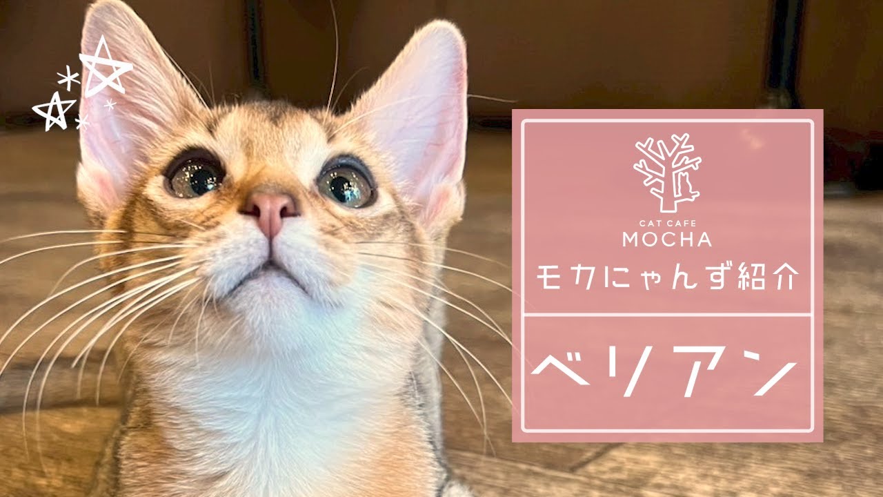 べリアン（アビシニアン♀）秋葉原店