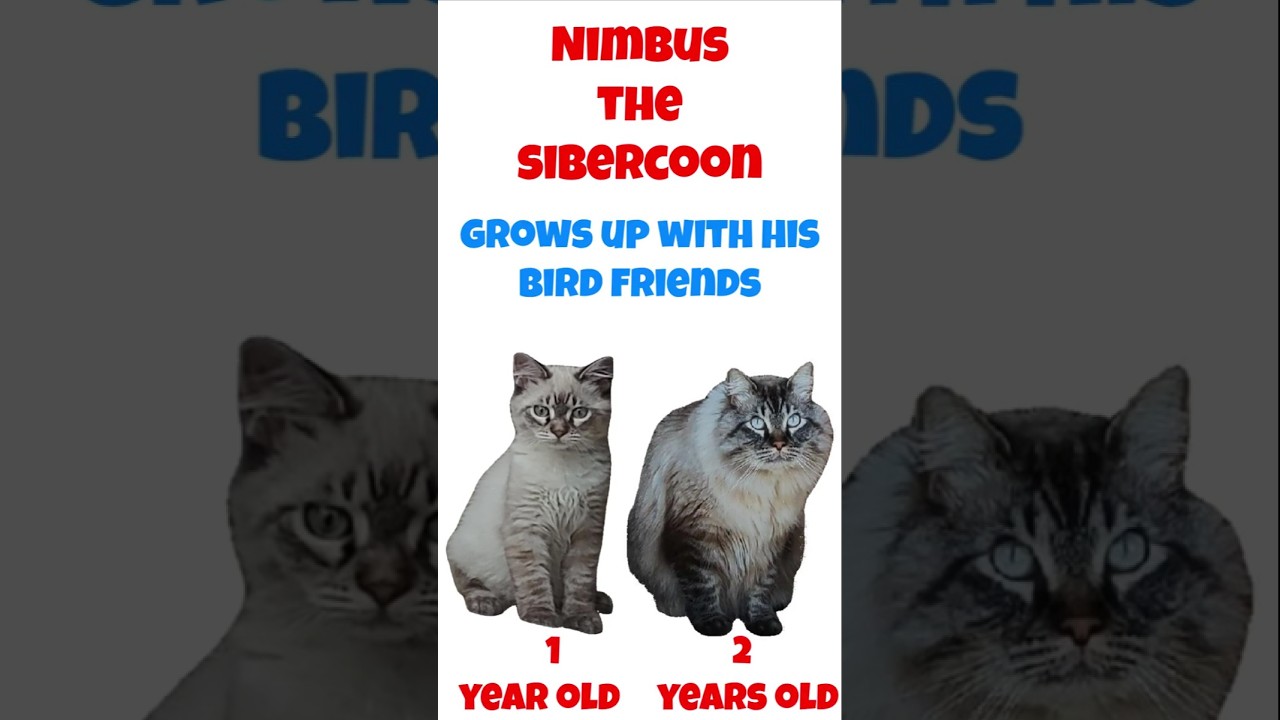 Nimbus the Sibercoon grows up birdwatching!