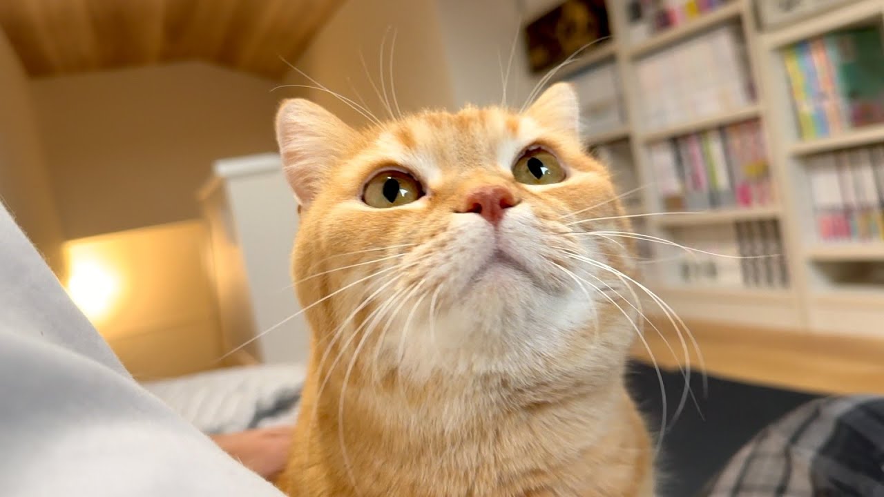 【初公開】ついに愛猫にパパの秘密基地が見つかってしまいました
