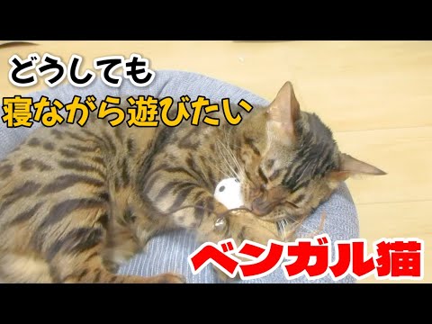 【ベンガル猫】どうしても寝ながら遊びたいベンガル猫