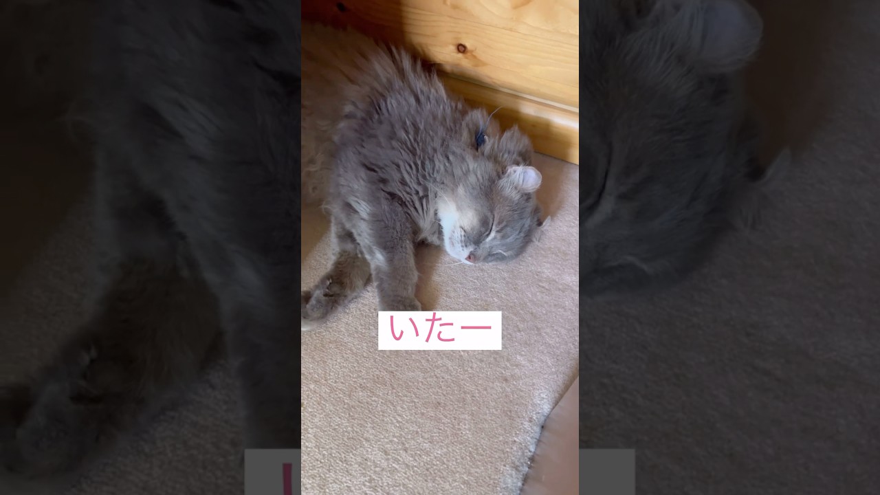見つかってよかった #ねこ動画 #アメリカンカール #catlovers