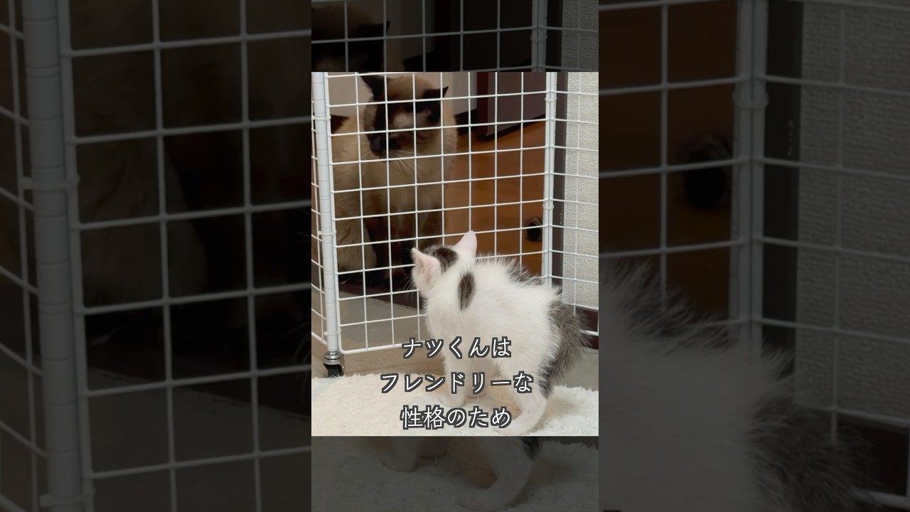 生後1ヶ月半の保護子猫が巨大先住猫と対面すると、こうなりました… #shorts  #子猫動画 #保護子猫