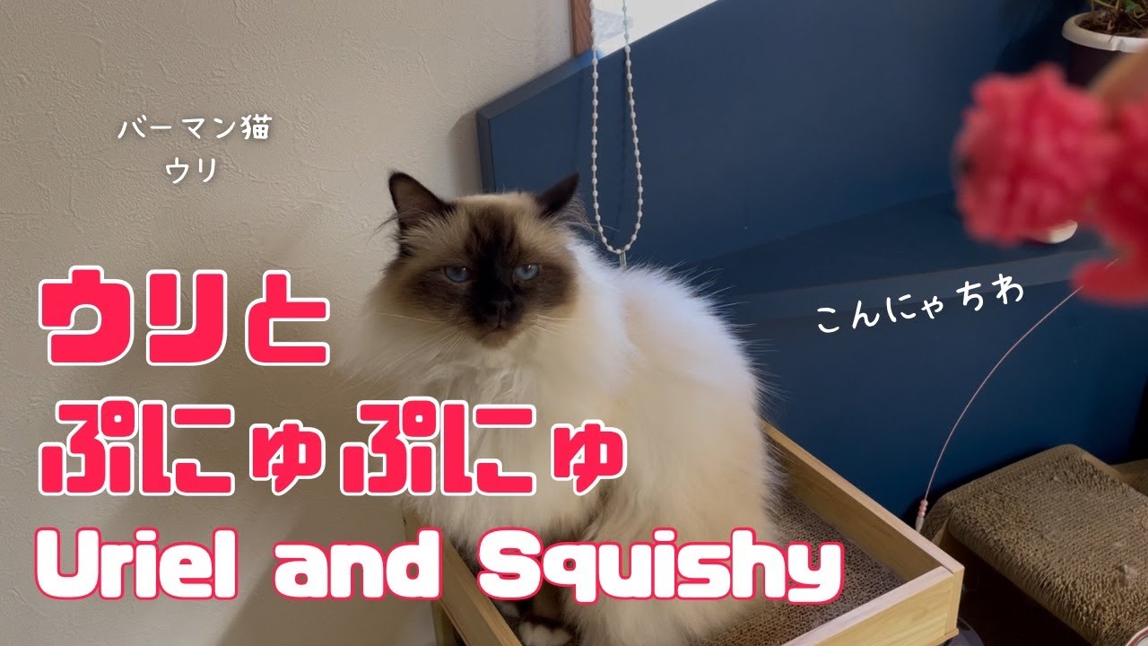 バーマン猫ウリ【ウリとぷにゅぷにゅ】Uriel and Squishy（バーマン猫）Birman/Cat