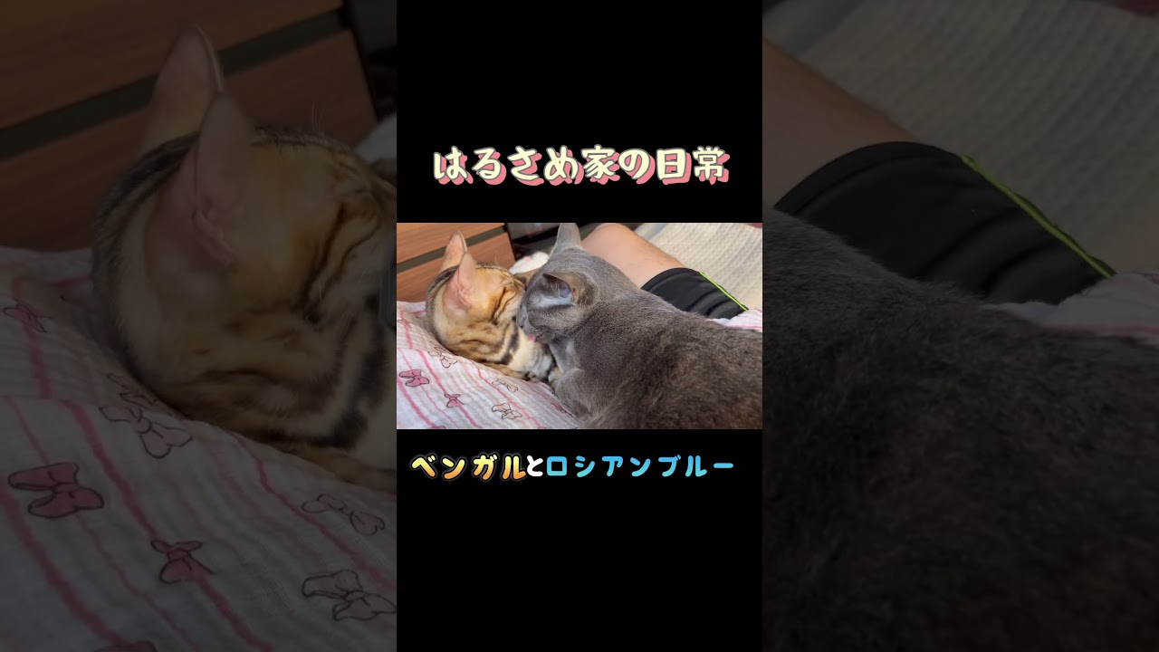 ロシアンブルーとベンガルの日常