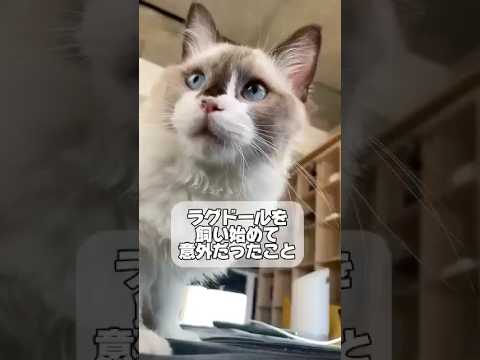 ラグドールを飼い始めて意外だったこと