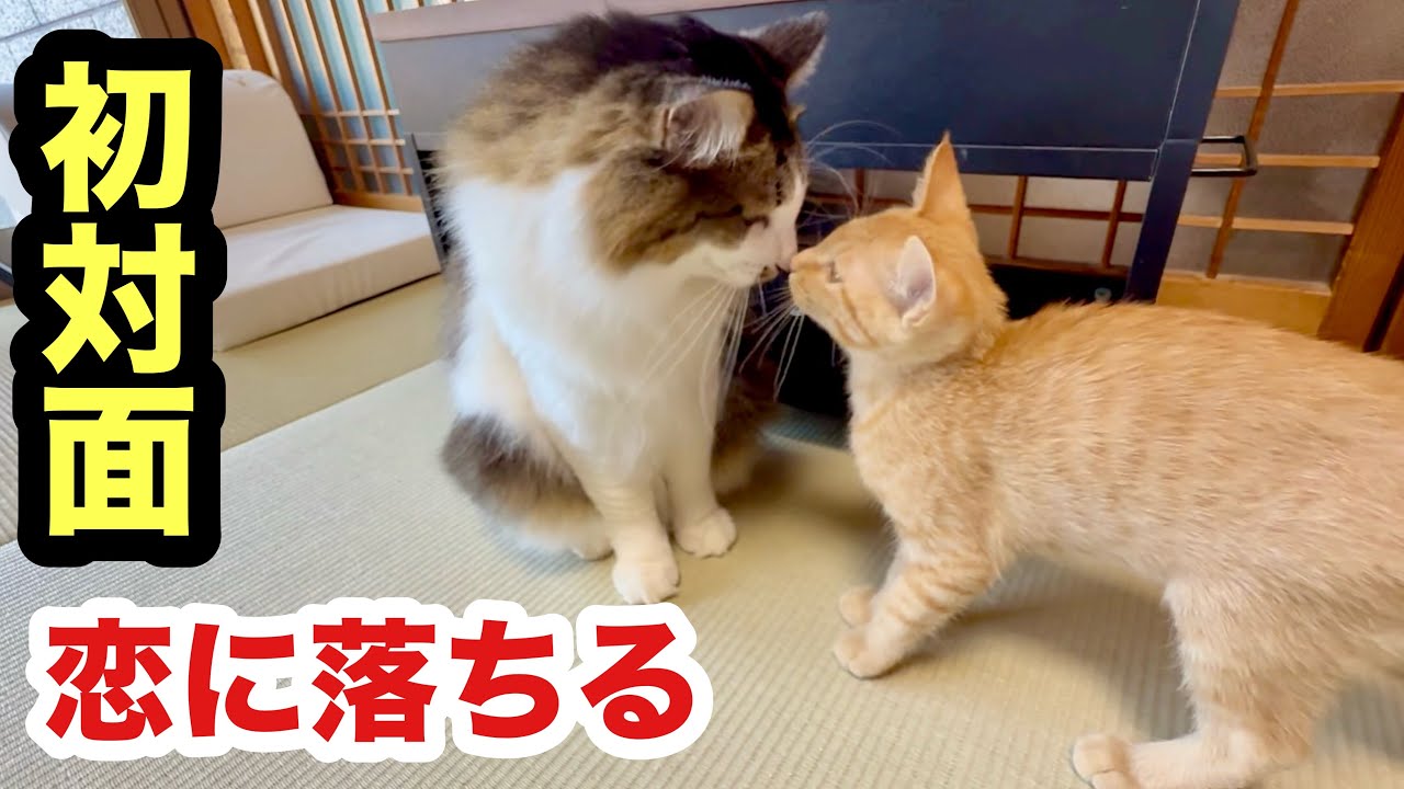 初対面の男子猫に恋した保護子猫がこうなりました