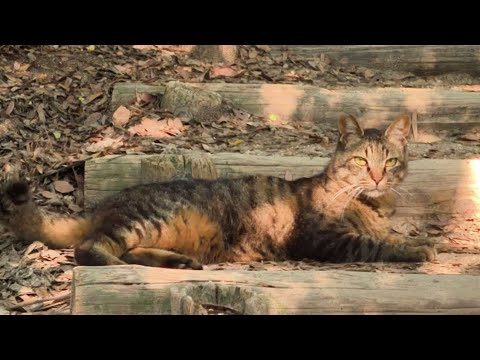 真夏の山道を行く猫たち…暑さに負けるな！【野良猫 地域猫】Cats Hiking a Mountain Trail in the Summer Heat – Hang in There!