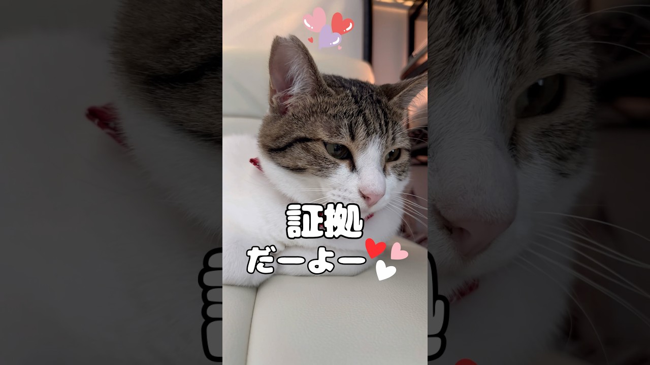 【保護猫】飼い主に安心しきっている猫