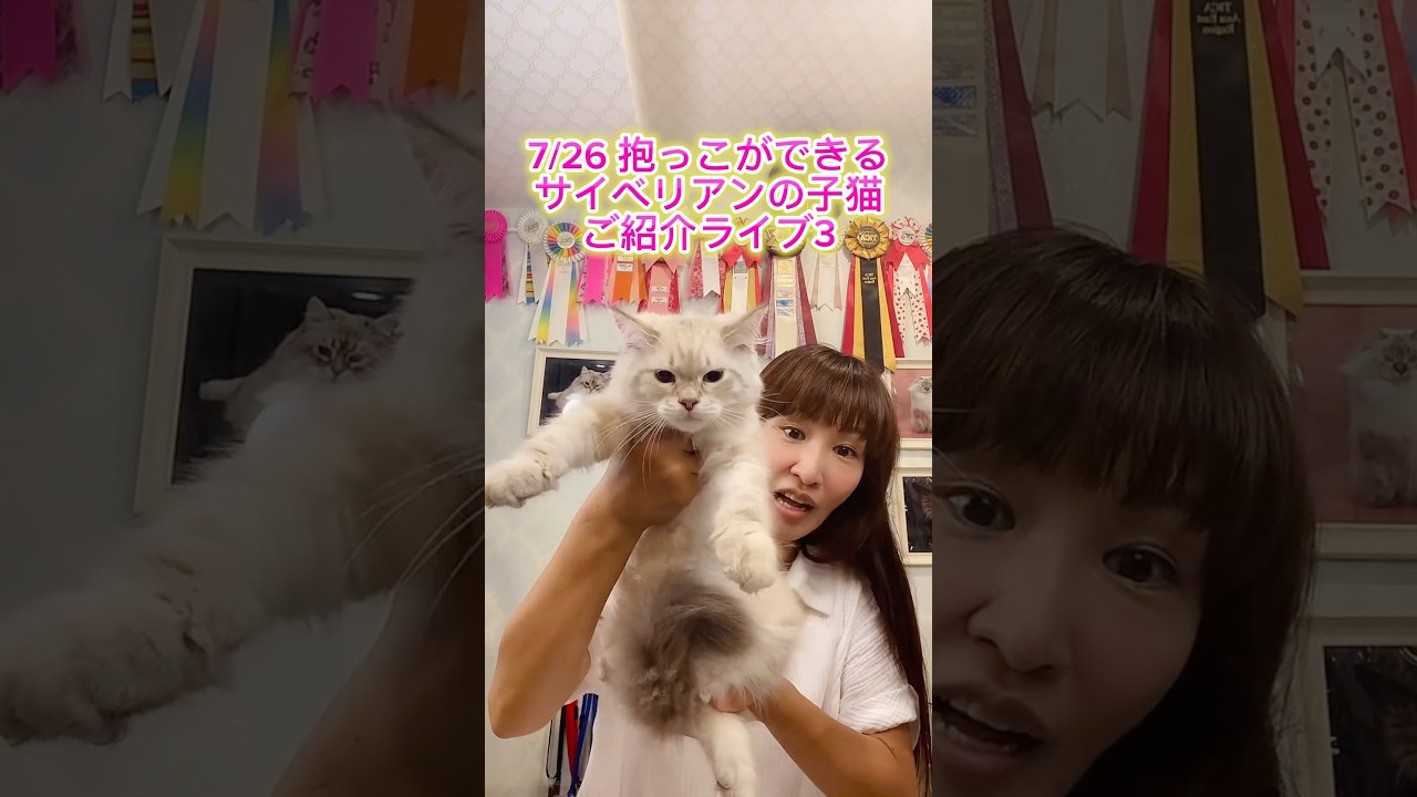 7/26 抱っこができる#サイベリアン の#子ネコ ご紹介ライブ3😻 #猫のいる暮らし を始めるならサイベリアン専門店のロイヤルキャッツで❣️ #ペットショップ