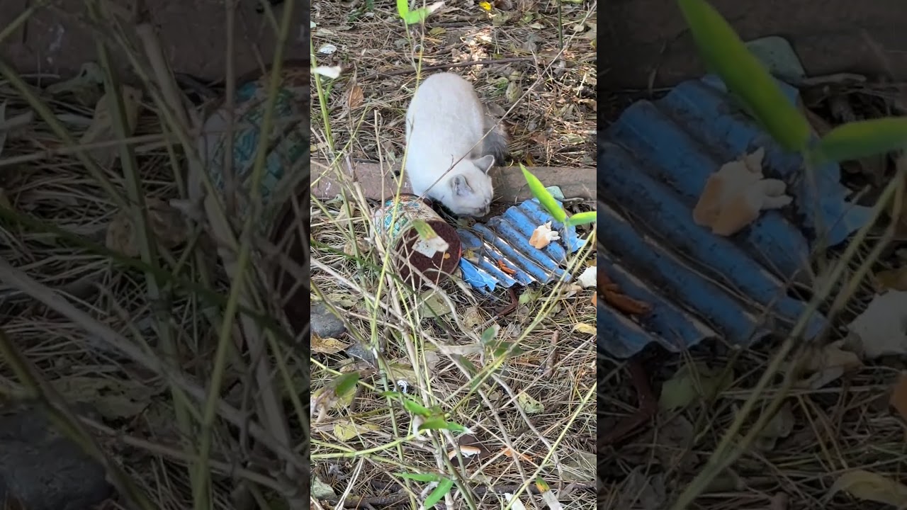 母猫のサバシロが見る中、2匹のシャムの子ネコ。白が多い子の方が、警戒心、少ないみたい