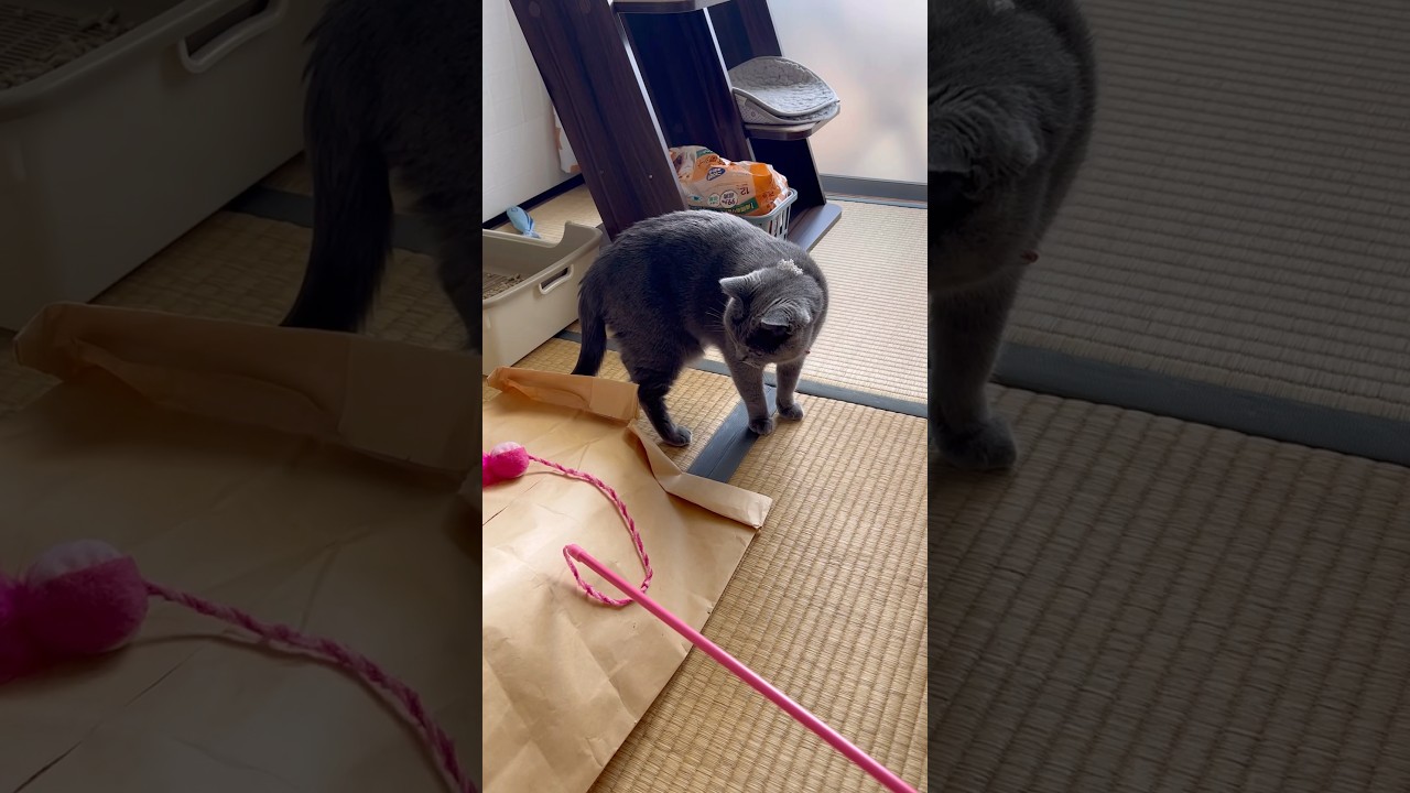 やる気ゼロのつむやま〜【シャルトリューつむやまの夏の1日日記】 #chartreux #シャルトリュー #cat #ねこ #猫 #猫のいる暮らし #打首獄門同好会 #なつのうた