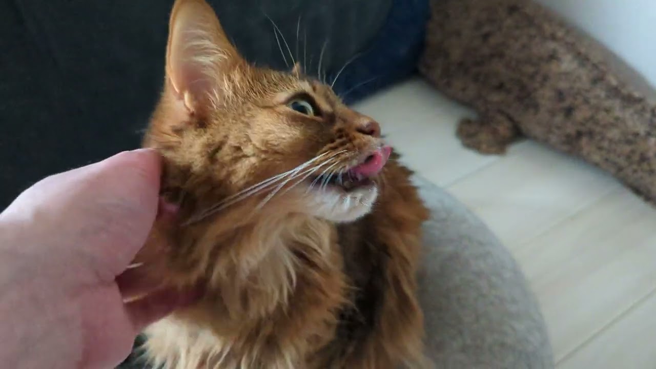 【1289日目】撫でる #ソマリ #cat