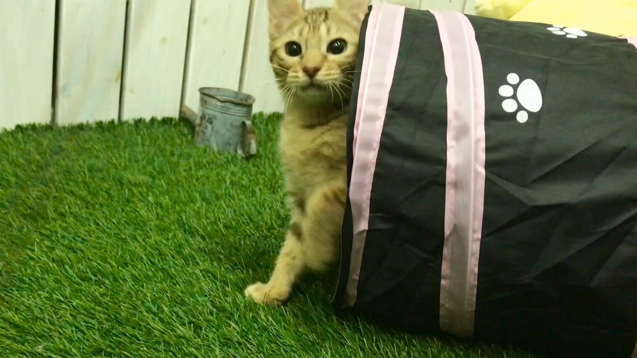 【ナナハチ’s ROOM】オシキャット  ☆チョコレートスポッテッドの女の子❺ 20190518