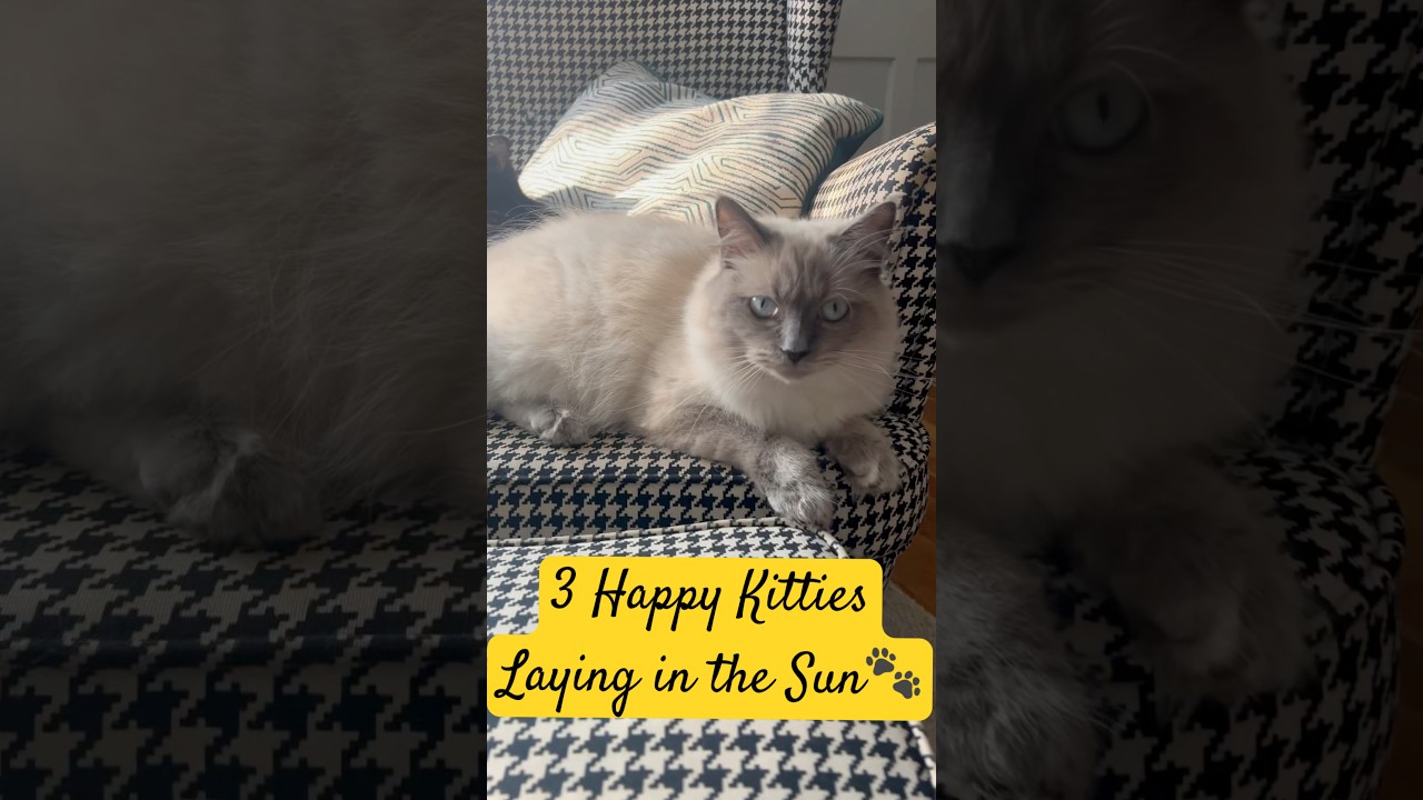 3 Happy Kitties laying in the sun 🐾☀️#cute #wholesome #cuteanimal #cat #pets