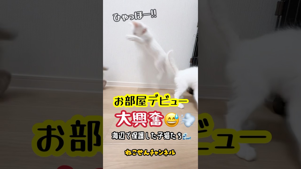 保護した子猫が大興奮なお部屋デビュー☺️✨ | ねこせん