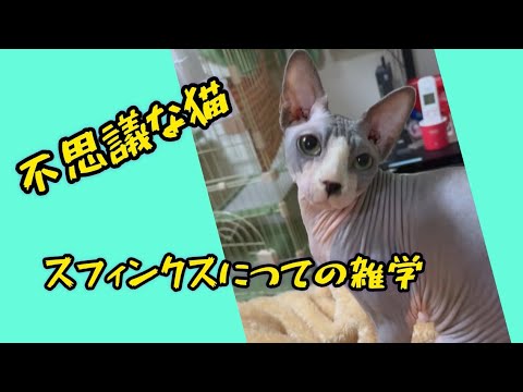 あなたの知らないスフィンクスについての雑学　#猫 #cat #sphynx #雑学