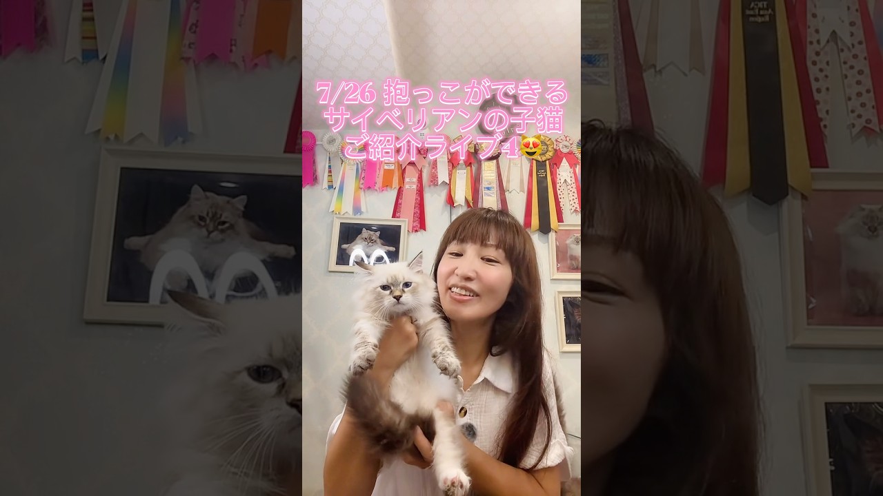 7/26 抱っこができる #サイベリアン の #子ネコ ご紹介ライブ！最高の#子猫ならサイベリアン専門店のロイヤルキャッツにお越し下さい♪ #ペットショップ