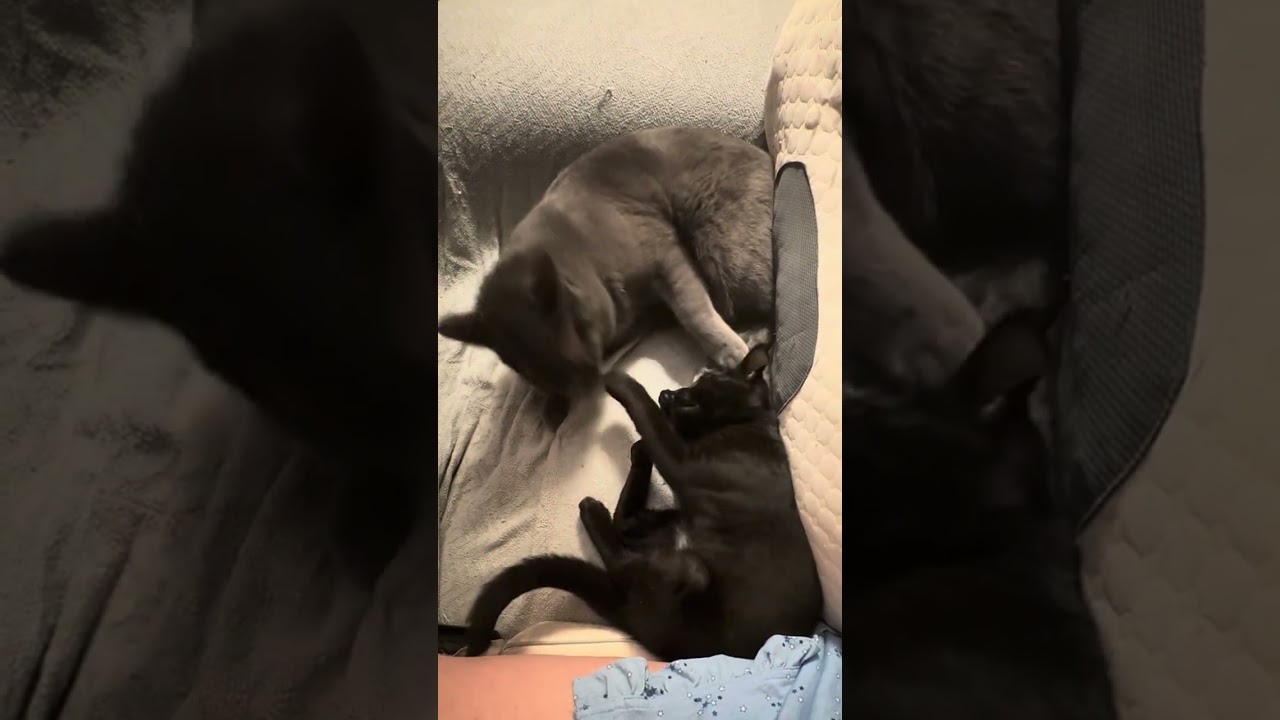 Caption This! Cat “Drill Sergeant” Gives Kitten “Cadet” a Talking To