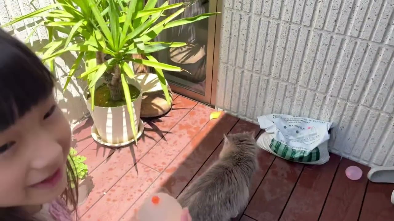 外で遊ぶより人の隣でのんびりあまえるのがすきなねこ　ラガマフィン