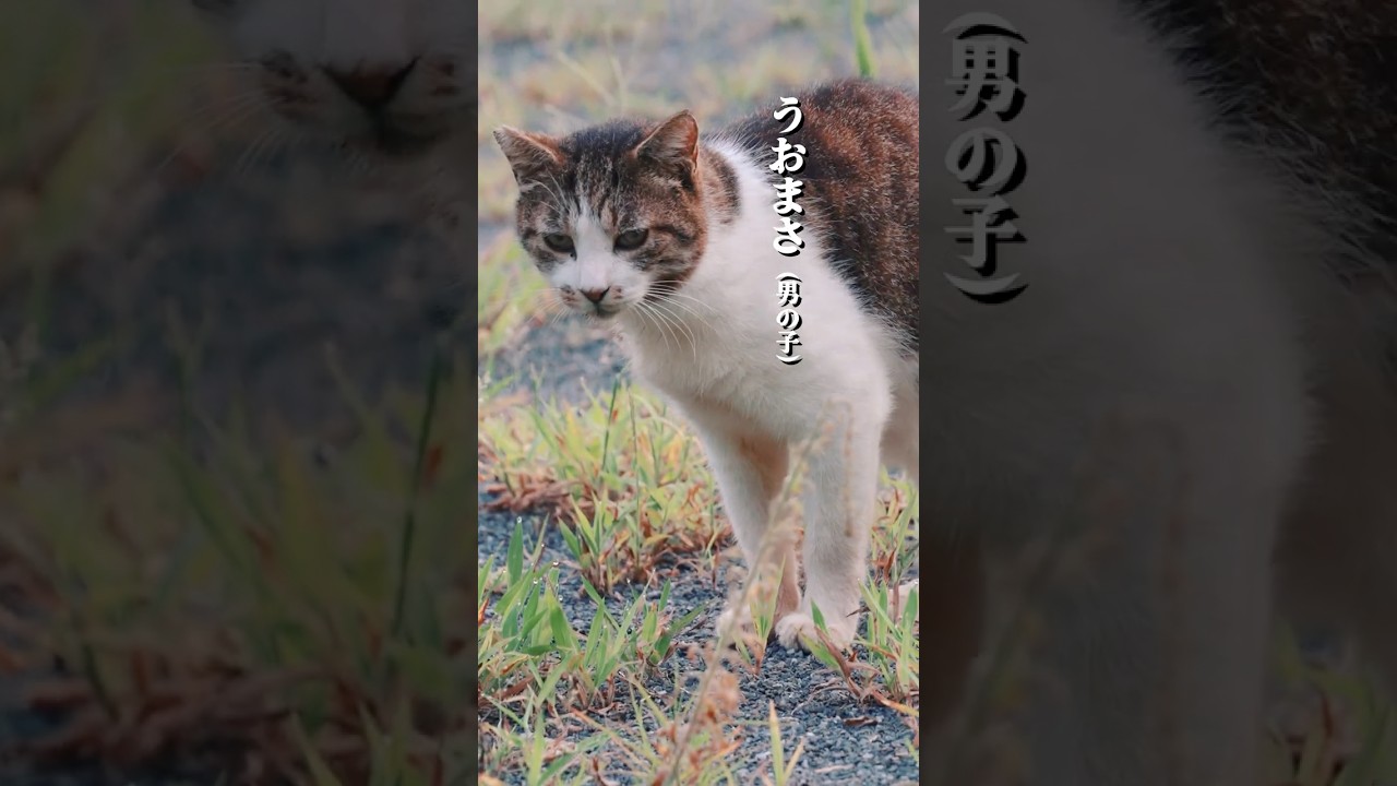 公園に捨てられ、公園で生まれ、公園で暮らす猫たち