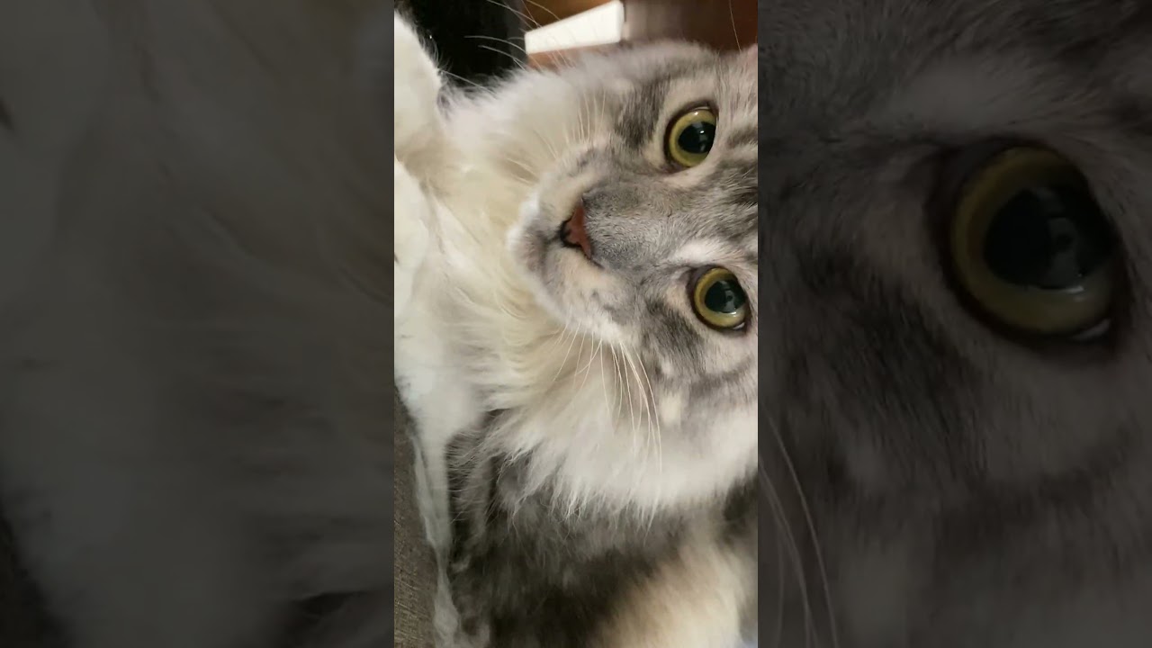 大型猫に接近しすぎて危険な少年#メインクーン#shorts