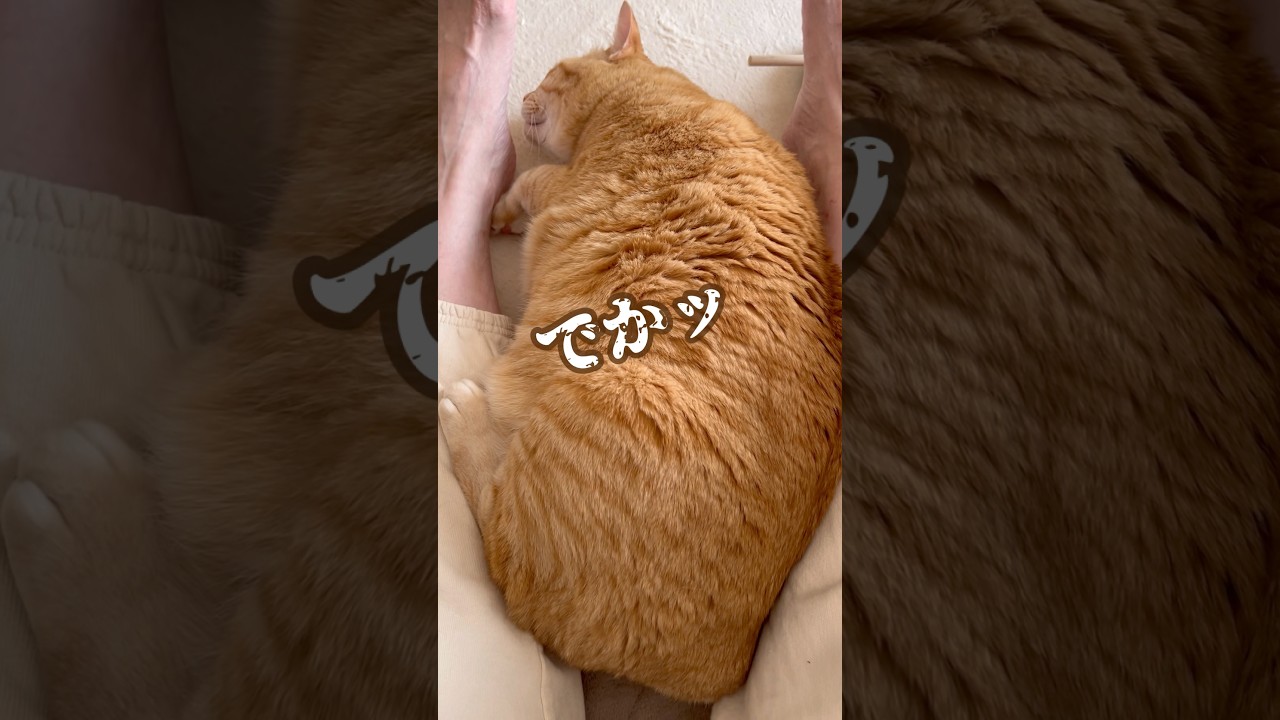 うちの子がデカいと思う瞬間 #茶トラ男子なつ #ボブテイル #shorts