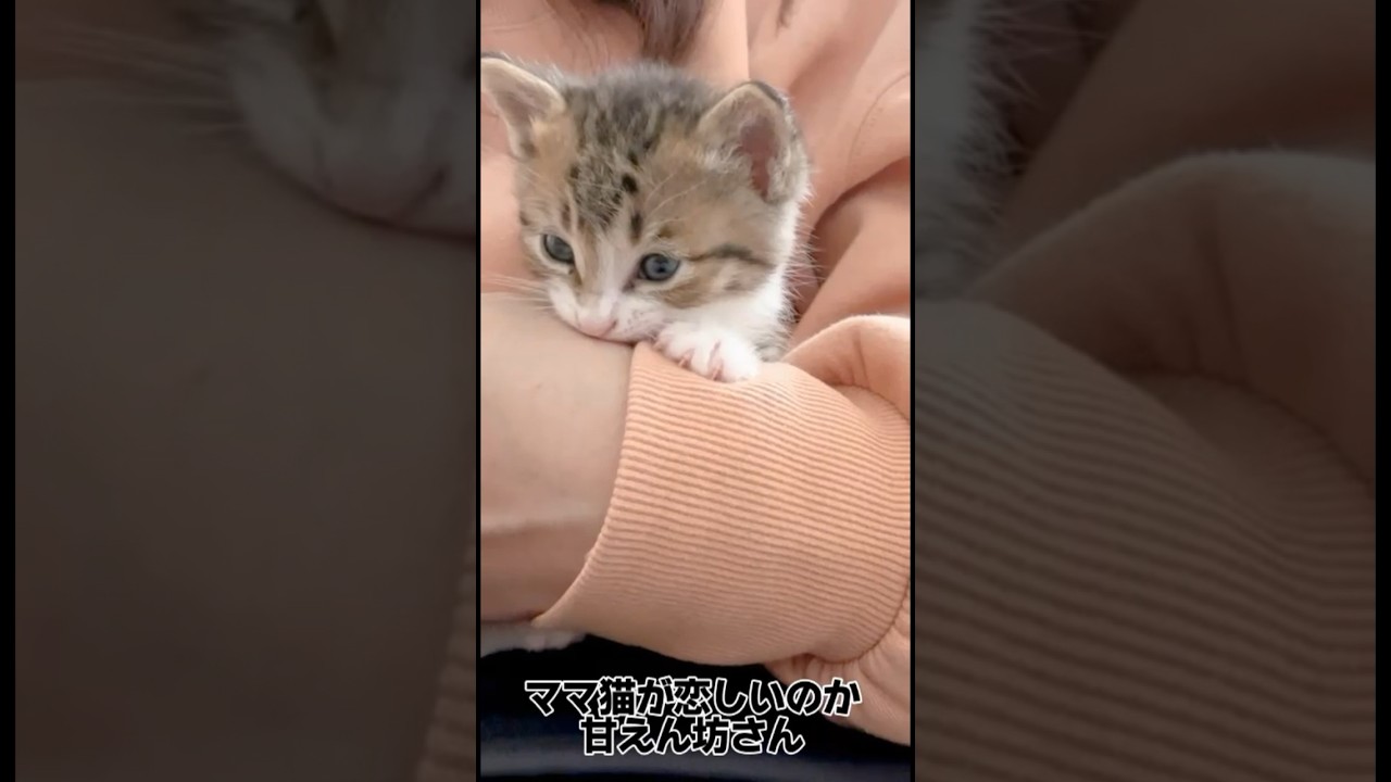 お迎えした頃から大好きなママにチューする 超甘えん坊な子猫が可愛い❤️#赤ちゃん猫 #保護猫 #子猫 #shorts