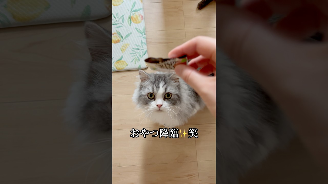 朝のおねだりの様子です☀️ #猫 #ねこ #短足マンチカン #マンチカン #猫のいる暮らし