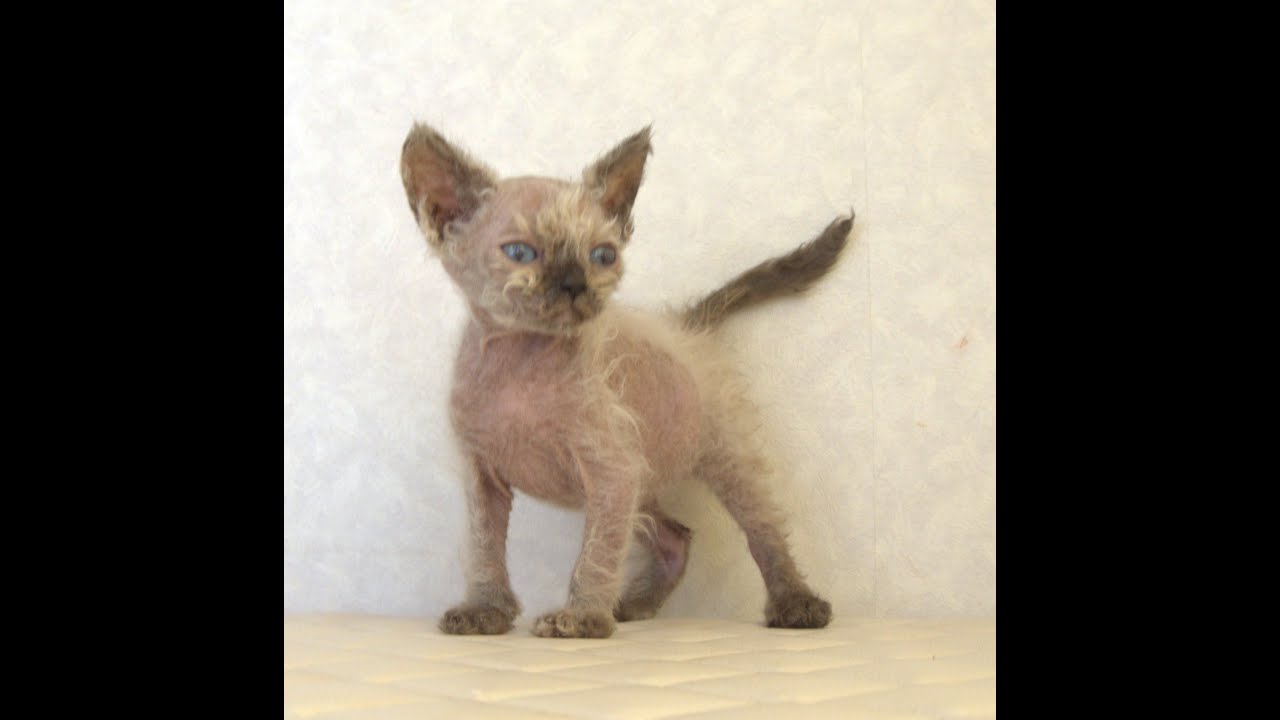セルカークレックス子猫　Selkirk Rex　2025.5.28産まれ　シールポイント　巻き毛　女の子　シーダキャット猫のお店