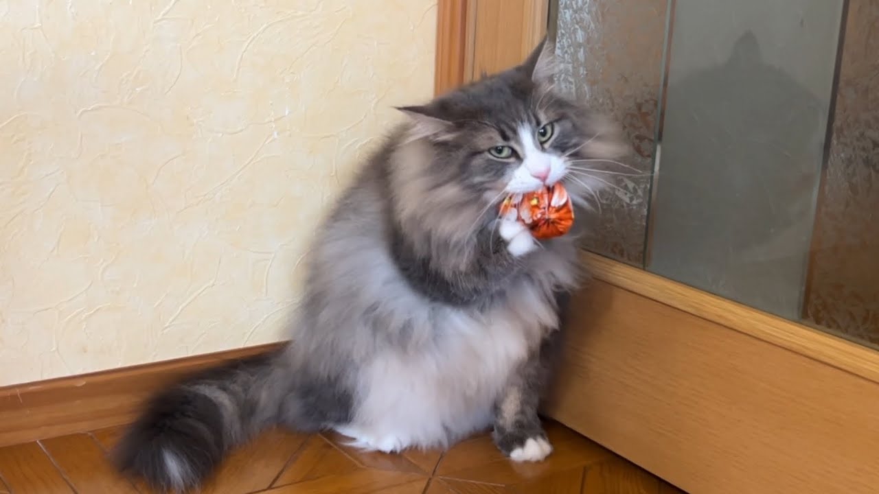 【挑戦‼︎】ばあばのお手玉を見て、ボクもやりたくなったノルウェージャンフォレストキャット❤️