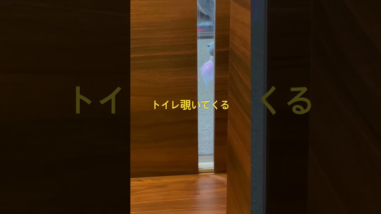 #ロシアンブルー#cat #猫のいる暮らし