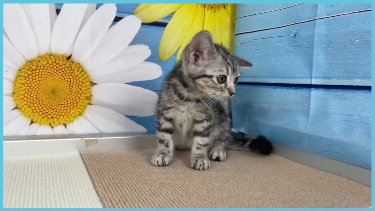 Coo&RIKU　No.00723945 アメリカンショートヘアー