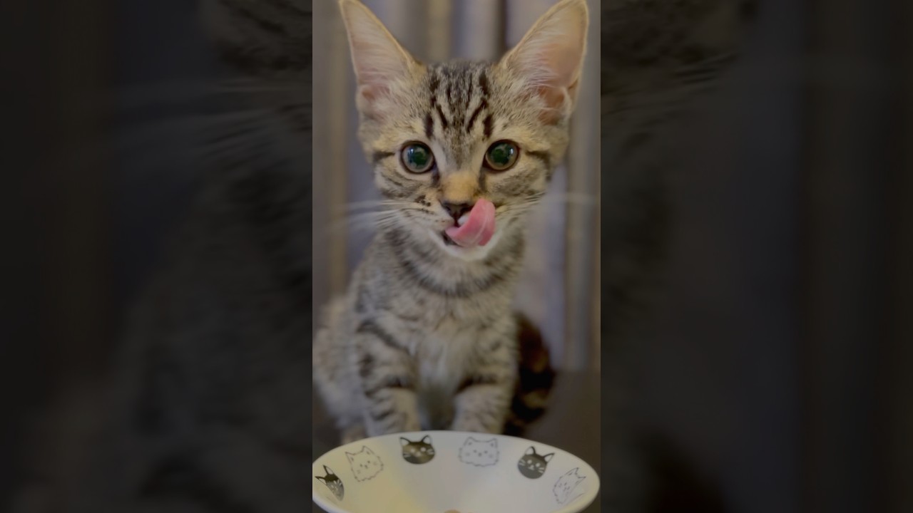 子猫の頃からよく食べるぷりぷりプリンセス!! #shorts #猫 #cat
