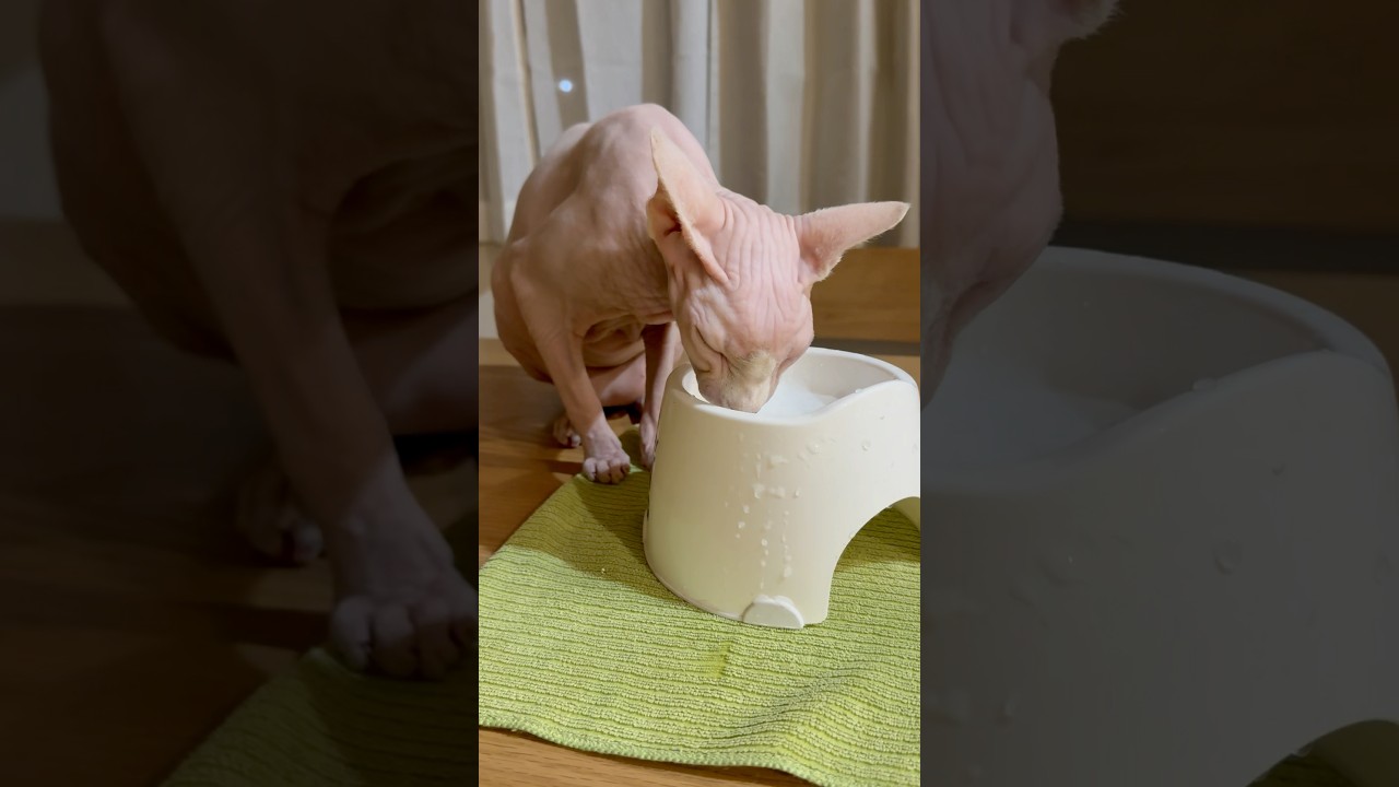 毛のない猫が水を飲む姿が天使すぎる【スフィンクス】