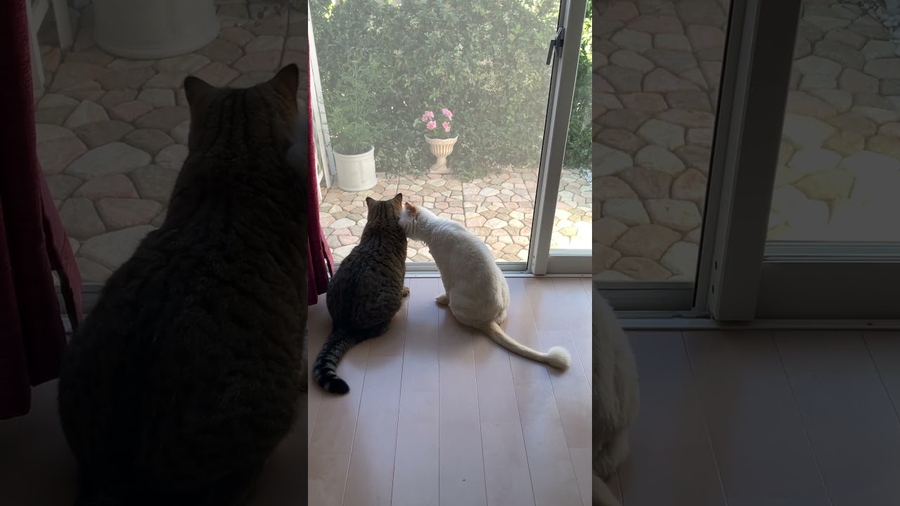 ♥チーノの日常【🕊穏やかな朝…🍃①】友達になったふたり。イギリスから渡航滞在中のスコティッシュ女の子2歳ハーミとホワイトヒマラヤン14歳のチーノ　#shorts　#cat　#pets　猫好き　癒し