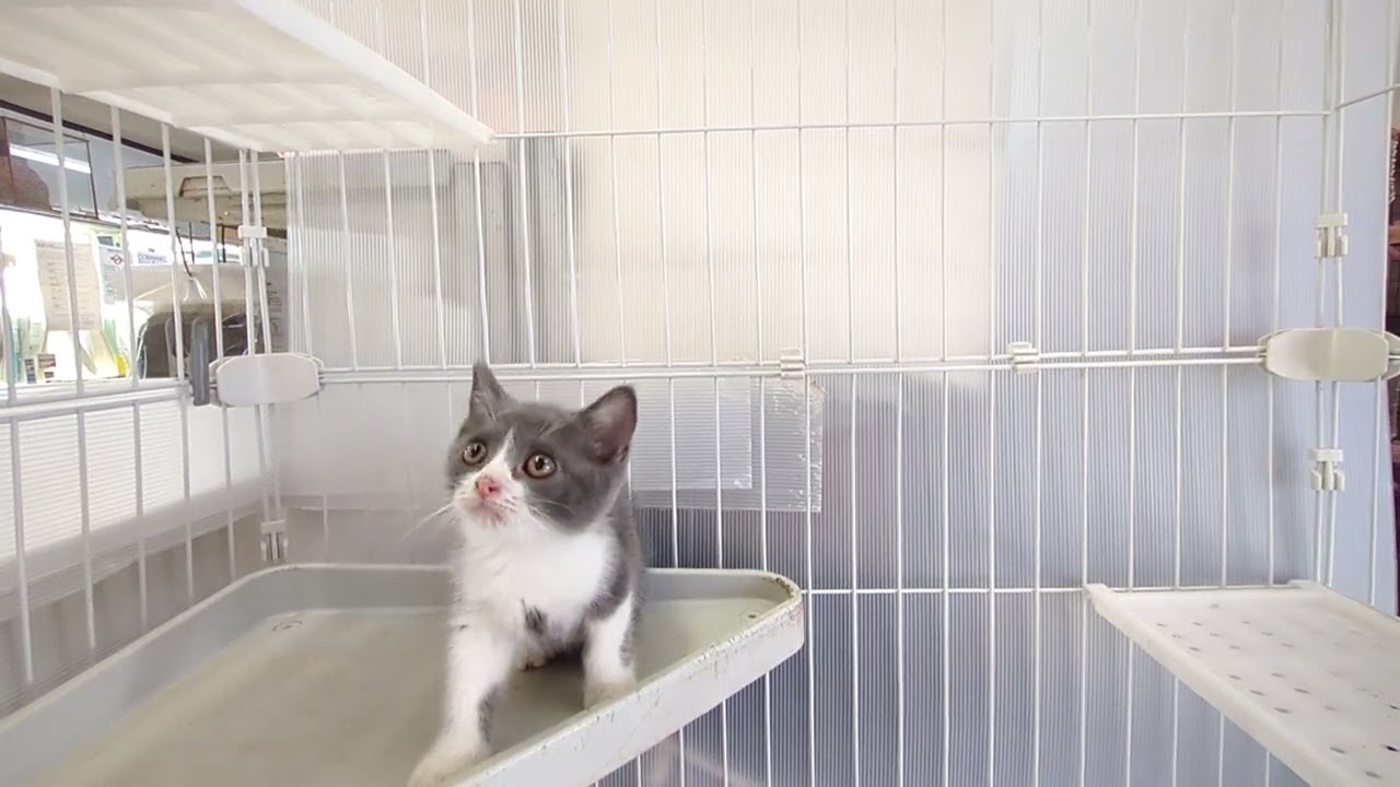 No.73【茨城県のブリーダー　ペットショップスズキ　ブリティッシュショートヘアー　子猫販売】