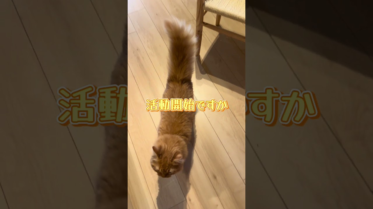 上からぐっもーにん  #猫 #子猫 #かわいい #猫動画 #cat #スコティッシュフォールド