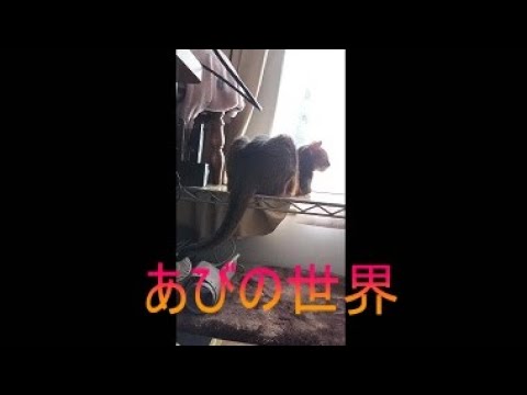 ネコ動画あび＃5149　あびの毎日　アビシニアン　あび