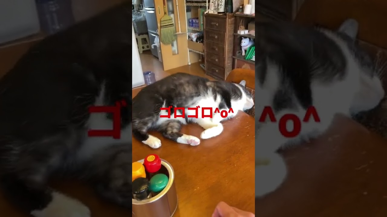 ジャパニーズボブテイル   ランちゃん^o^