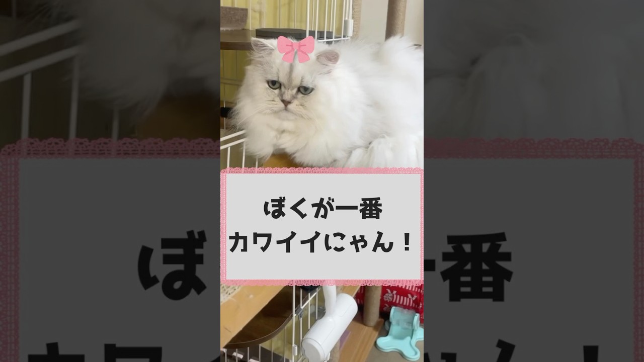 運命のにゃんにゃん💛ひめちゃん編#ペルシャ猫 #猫のいる暮らし #cat