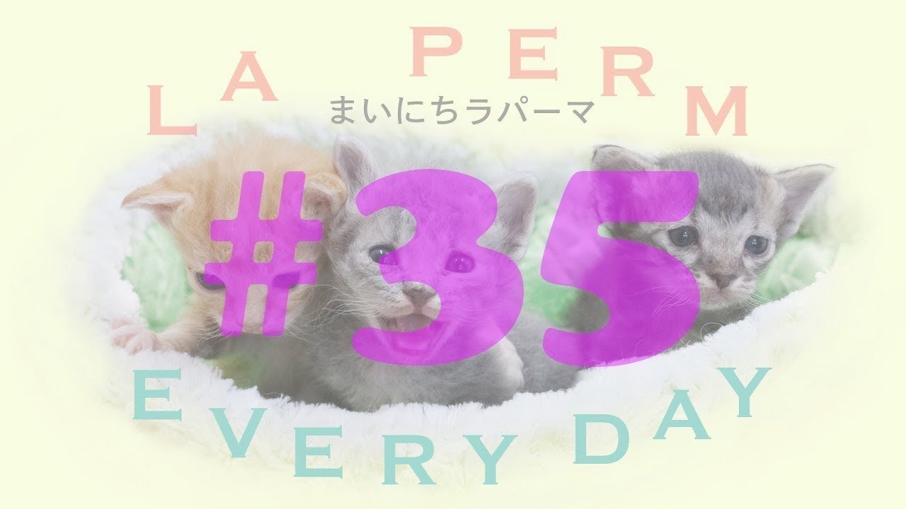世界一の子猫の成長日記　まいにちラパーマ LaPerm Everyday vol.35