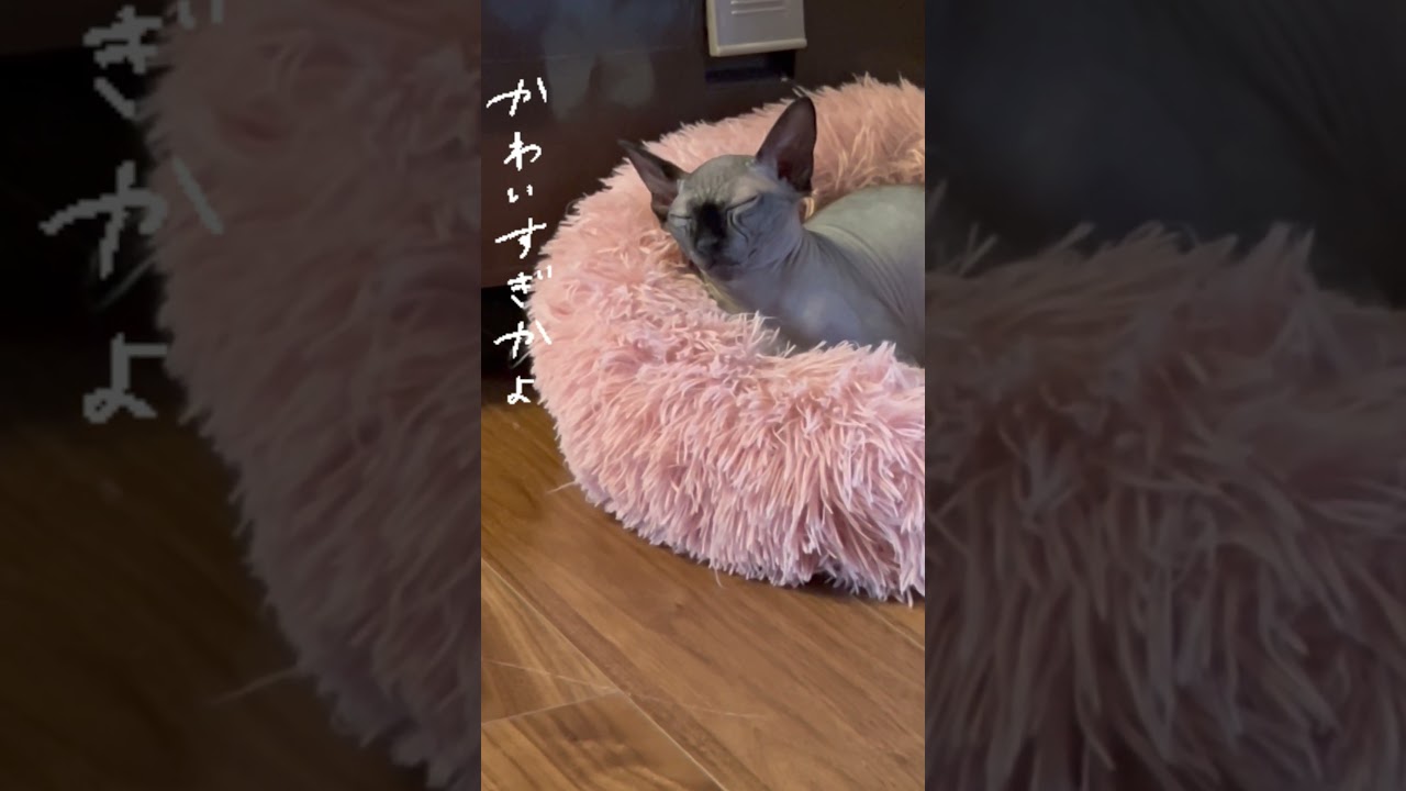 寝顔が人間なスフィンクス😂#shorts #スフィンクス #sphynx #スフィンクス猫 #猫動画