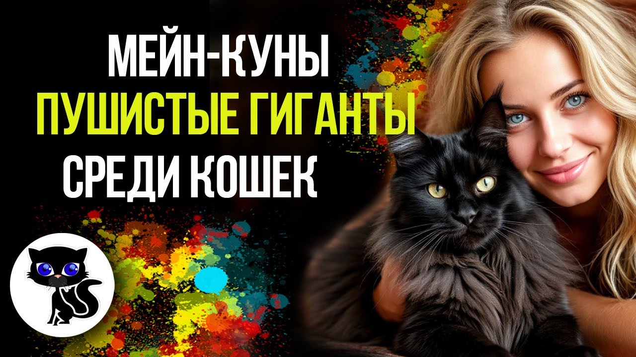 ✔ Мейн-куны пушистые гиганты среди кошек