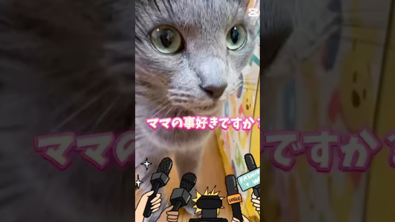 【猫ロシアンブルー】そらちゃん❤️ママの事 好き？❤️お返事ドキドキ‼️ #shorts #russianblue #ロシアンブルー #かわいい猫 #可愛い猫