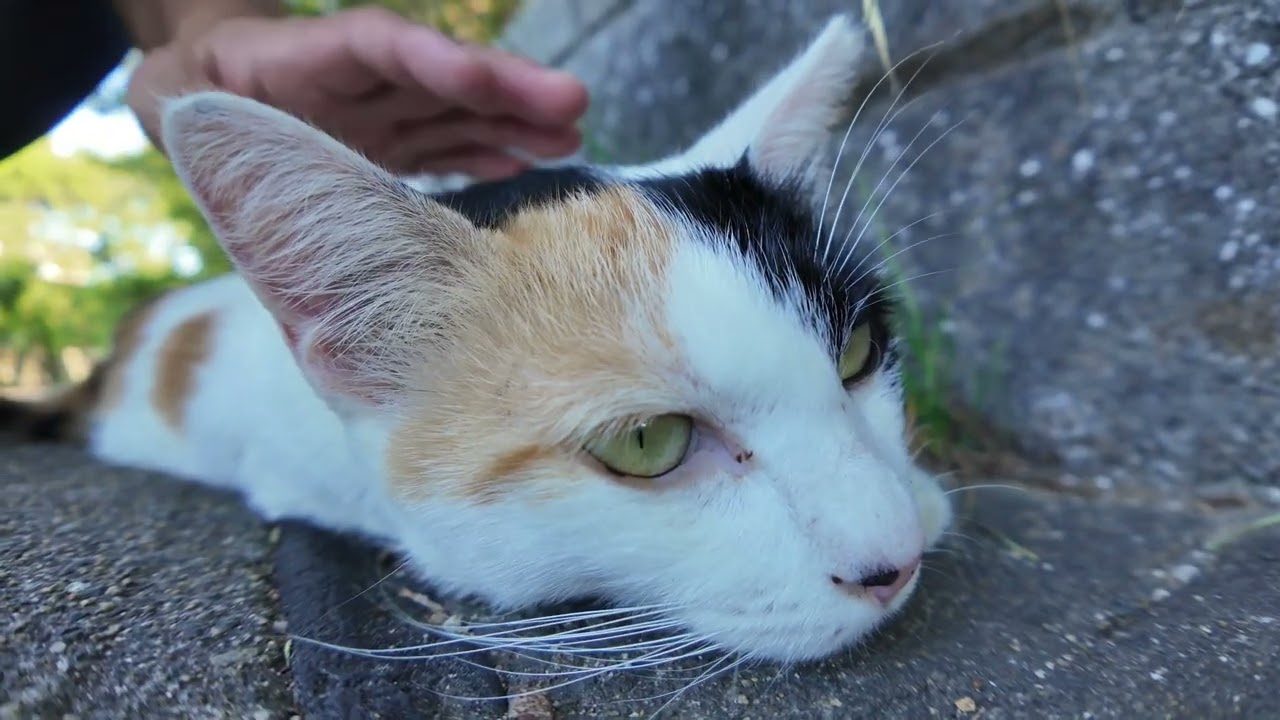 海辺の公園で石段に座ると三毛猫ちゃんが寄ってきた