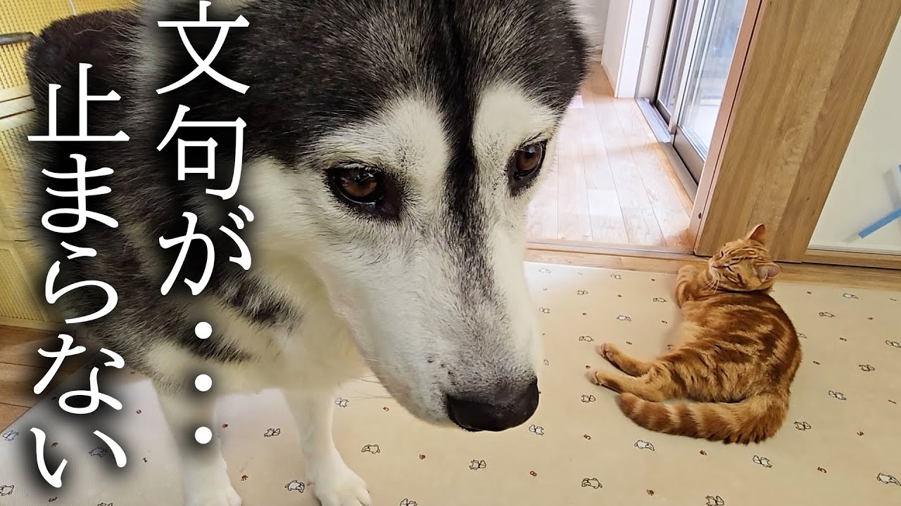 子猫を厳しく叱ったら犬を連れて仕返しにきました...